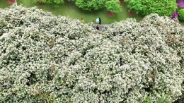 满树雪白！长沙这里的石楠花已上线