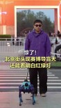 北京街头现赛博导盲犬，还能看明白红绿灯