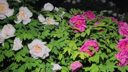 来景山公园夜游赏牡丹吧