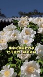 北京动物园牡丹亭，牡丹盛放尽显雍容