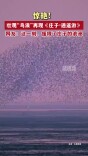 惊艳！壮观“鸟浪”再现《庄子·逍遥游》