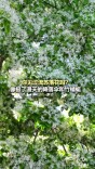 你见过流苏落花吗？像极了漫天的降落伞和竹蜻蜓