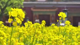 古典园林里藏着油菜花海，就在北海公园！