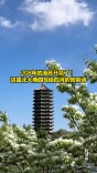 208年的流苏开花了！这是北大燕园写给四月的告别诗