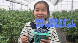“五一”嗨长沙⑯ | 实现“蓝莓自由”！长沙周边采摘天花板