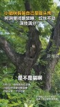 猫咪假装自己是猫头鹰：树洞里闭眼装睡