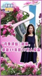 “月季项链”刷屏，感谢39年前15万人投票