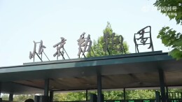 北京动物园新晋女明星——马来熊“小石榴”登场