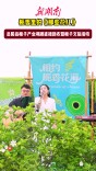 栀香里的《那些花儿》