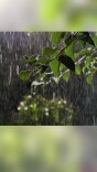 连续阴雨天，这种“霉”正在悄悄伤肺