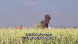 Seeds from Hunan Help Boost Rice Yields in Madagascar