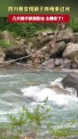 四川雅安现猴子抓绳索过河
