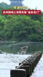 传递好运！杭州西湖上演现实版“鱼跃龙门”