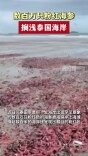数百万只粉红海参搁浅泰国海岸