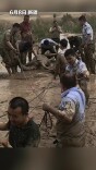 新疆民警从泥里拔出4头骆驼 民警们也成了“泥人”