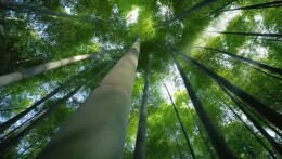 明天，首届“山乡巨变”杯乡村振兴村舞大“晒”将在清溪村激情开跳