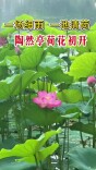 陶然亭公园荷花初开，雨中赏荷别具一番韵味