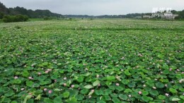 湖南湘潭：一颗湘莲兴产业