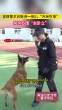 金牌训导员一招方向引导，狗狗秒懂坐卧立