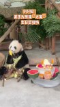 吃冰蛋糕、啃鲜竹笋 大熊猫“大美”9岁生日这样过|湘约一夏(7)
