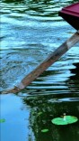摇橹桨、乌篷船，北京紫竹院公园的夏天诗意满满