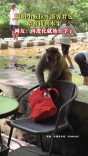 聪明小猴拉开游客背包精准找到水果 网友：再进化就该上学了 