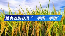 在湘收粮，必须“一手钱一手粮”！
