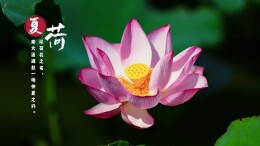 大通湖区｜万亩荷塘进入年度最后观赏期，错过等一年！