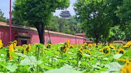 红墙映金花 中轴添新景｜景山公园向日葵进入盛花期