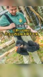 三伏天里，北野小动物们也爱吃瓜！