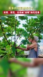 蔡皋的花园里有什么？凌霄、荷花，还有被“投喂”的无花果