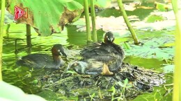 小䴙䴘长沙西湖公园浮巢育雏