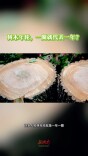 科学辟谣｜树木年轮，一圈就代表一年？