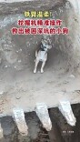挖掘机精准操作，救出被困深坑的小狗