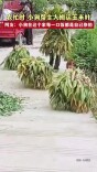 农忙时，小狗帮主人搬运玉米叶