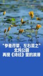 “参差荇菜，左右流之”，北坞公园再现《诗经》里的浪漫