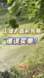 记者行动｜山塘大面积死鱼谁该买单？