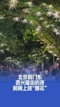 北京你太会了！西兴隆街的夜，树梢上放“烟花”