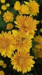 20余万株菊花亮相！国家植物园第五届菊花展迎国庆
