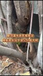 霞姐帮帮帮｜房屋漏水多年长出十余公分粗大树，维修责任到底谁承担