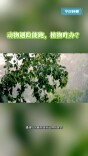 今日科普｜动物遇险能跑，植物咋办？