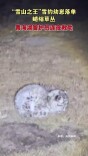 “雪山之王”雪豹幼崽落单 青海湖管护员连夜救助