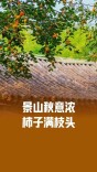 丰收季节柿子红了，景山公园硕果累累