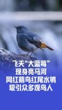 飞天“大蓝莓”现身北京亮马河，网红萌鸟红尾水鸲吸引众多观鸟人