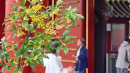景山公园桂花飘香 一进门就闻见秋天