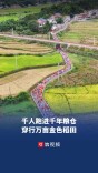 ​千人跑进千年粮仓，穿行万亩金色稻田