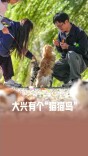 北京大兴有个“猫猫岛”