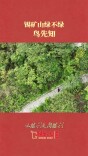锡矿山绿不绿，鸟先知｜从胜利走向胜利