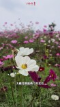 洋湖湿地的波斯菊盛放，得感谢哥伦布|湖南秋色③
