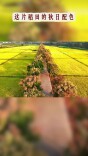 麻阳这片稻田的秋日配色太温柔了丨湖南真美